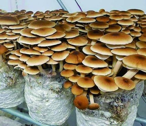 Advantages of growing mushrooms in grow bags.